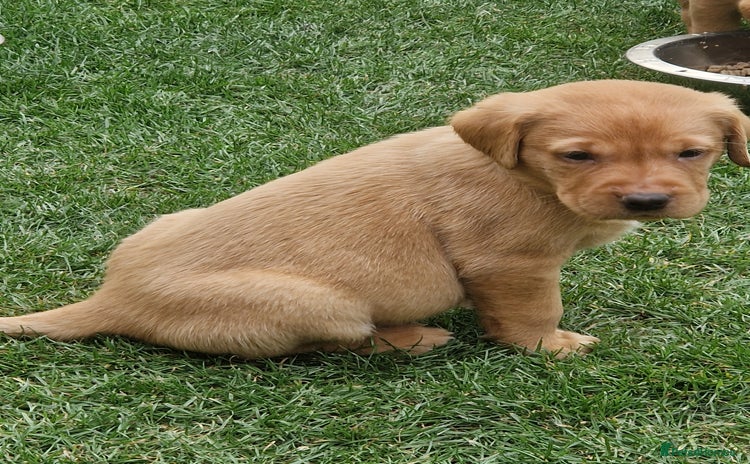 Labrador Retriever dogs - Advert 2