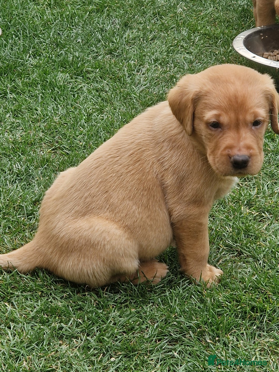 Labrador Retriever dogs for sale: Adorable 8 Puppies FOX RED Labrador, KC registered - Image 8