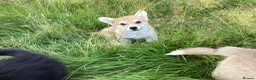 Welsh Corgi Pembroke dogs for sale: Super Freindly Welsh Pembroke Corgi - Advert 6