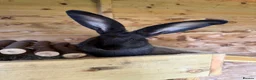 Continental Giant rabbits for sale: Giant rabbits - Advert 9