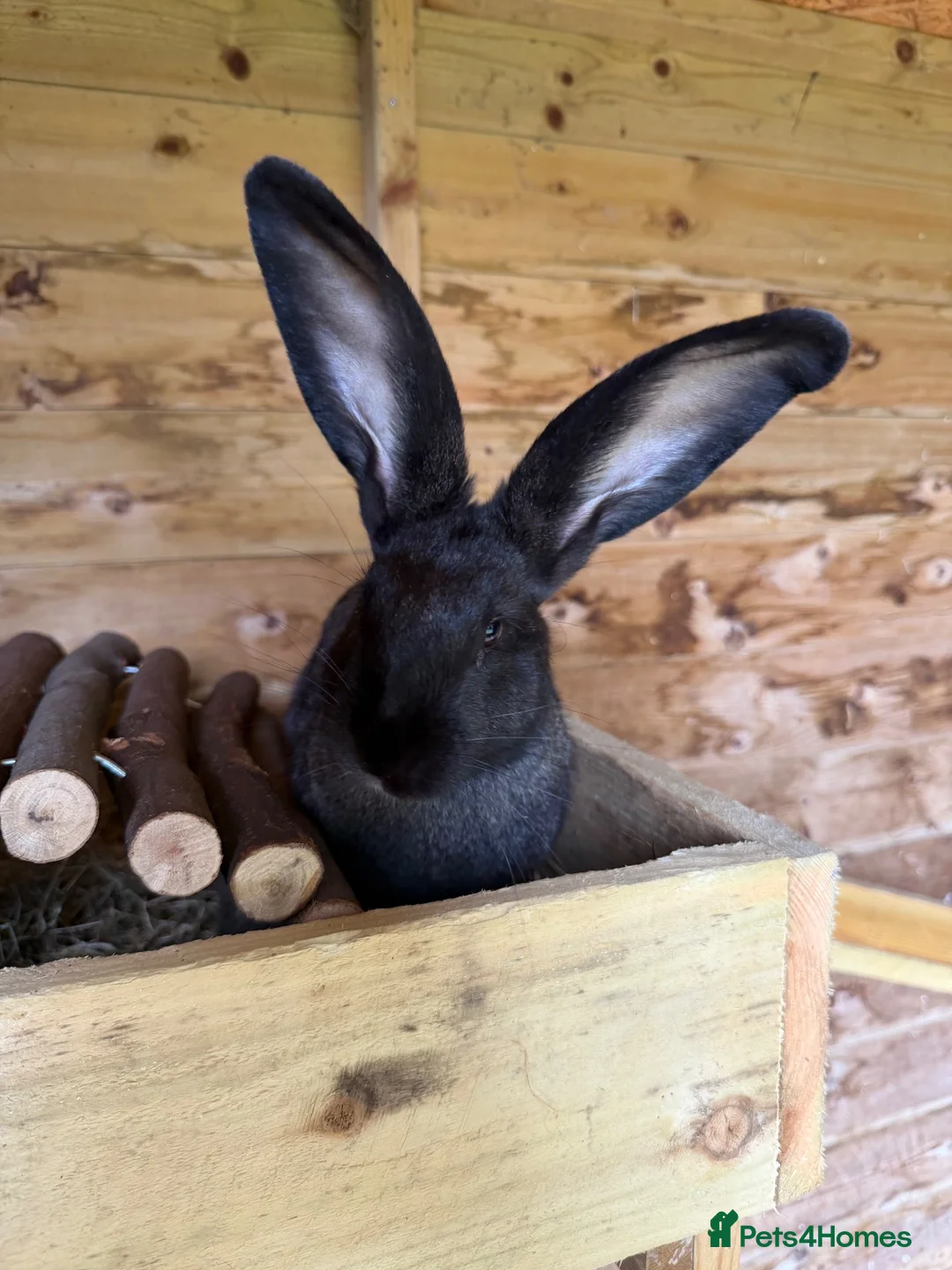 Continental Giant rabbits for sale: Giant rabbits - Advert 9