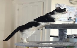 Mixed Breed cats for adoption: Pete needs a forever home!  - Image 6