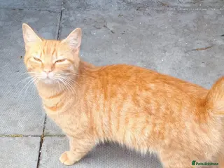 Mixed Breed cats Persain X Domestic kittens - Advert 1