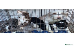 Mixed Breed dogs for sale: Bearded Collie cross Miniature Poodle Puppies - Image 8