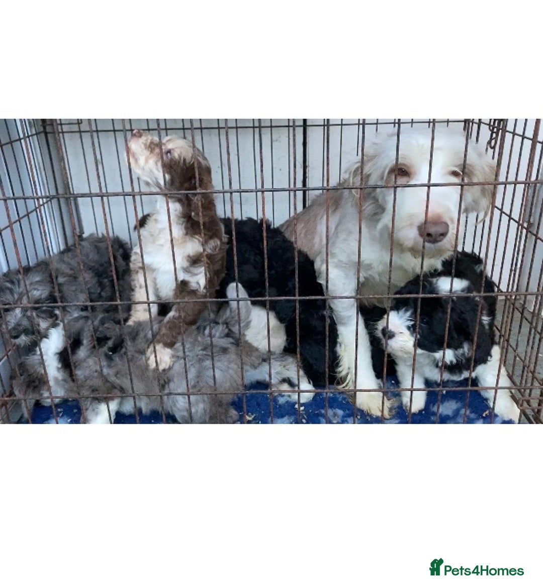 Mixed Breed dogs for sale: Bearded Collie cross Miniature Poodle Puppies - Image 8