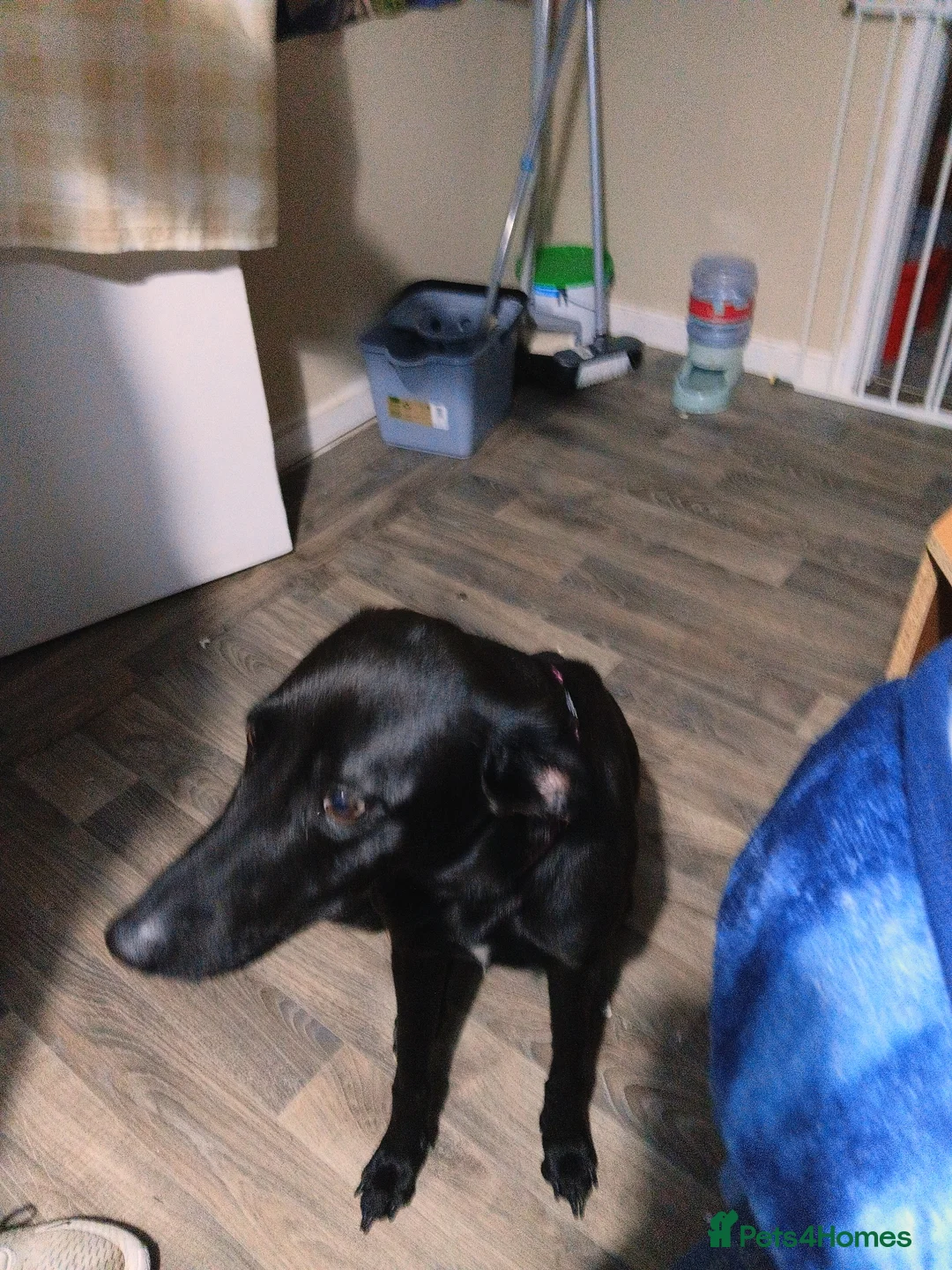 Mixed Breed dogs for sale: Saluki cross greyhound in Helensburgh - Advert 5