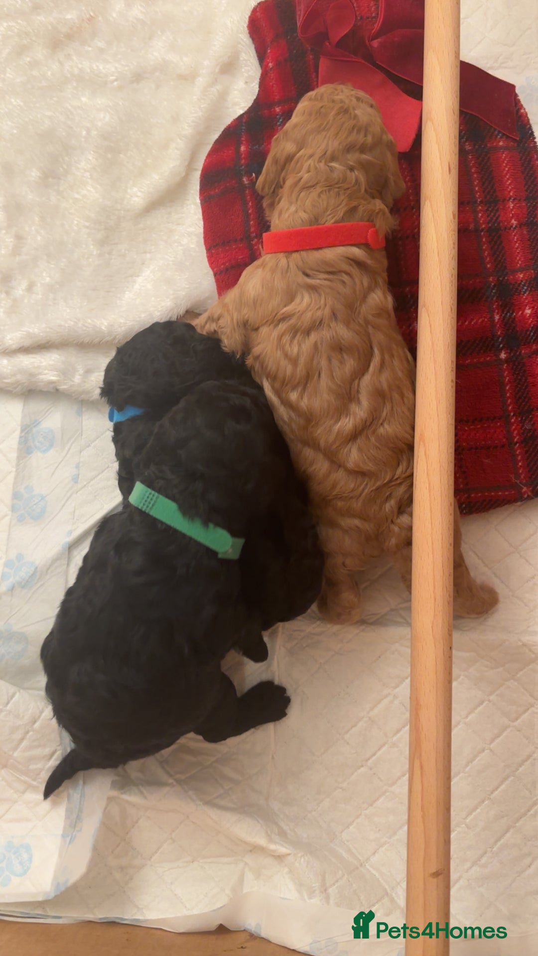 Cockapoo dogs for sale: Stunning Toy poodles ⭐️ - Advert 3