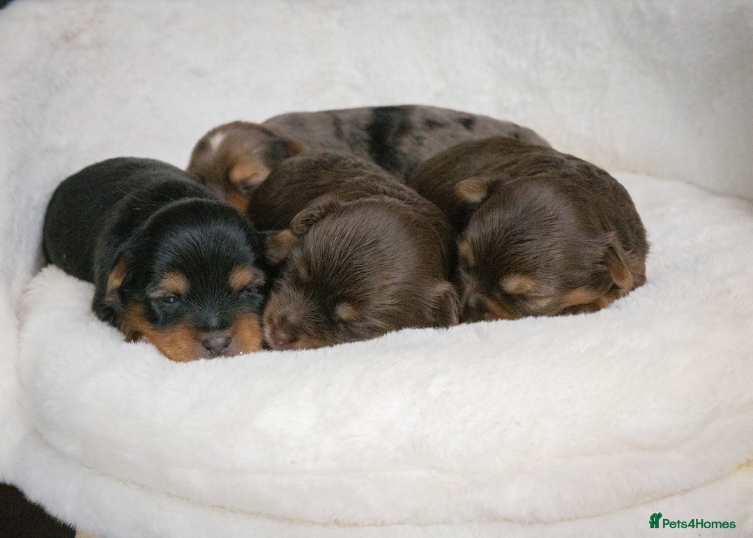 Yorkshire Terrier dogs for sale: Colorful Yorkshire Terrier puppies for sale - Image 18