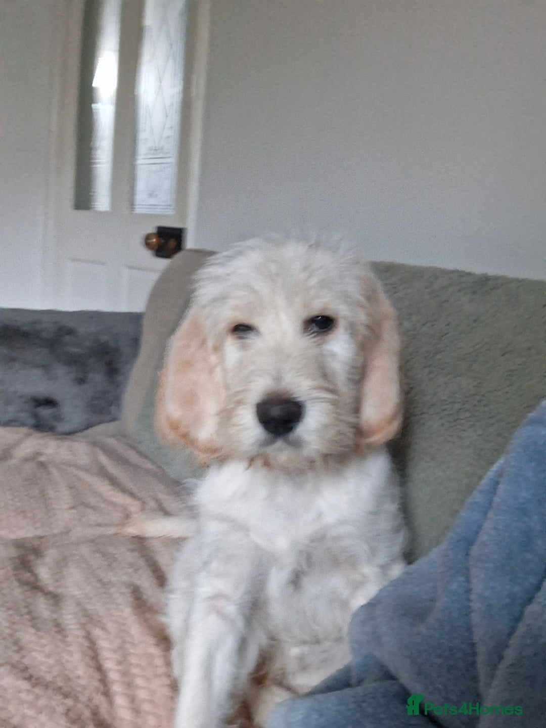 Mixed Breed dogs for sale: Italian/standard poodle  - Advert 4