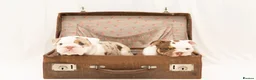 English Bulldog dogs for sale: Beautiful English Bulldog Puppies in Leigh-on-Sea - Advert 12