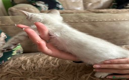 Bengal cats for sale: ❤️ PURE BENGAL KITTENS ❤️ - Image 16