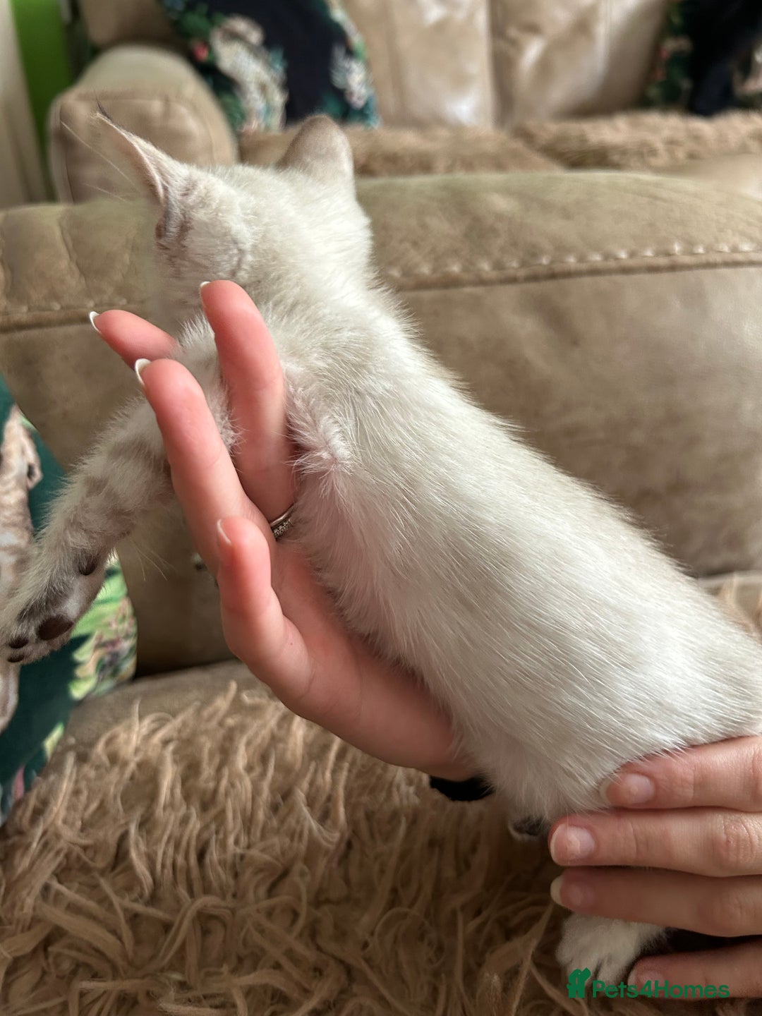 Bengal cats for sale: ❤️ PURE BENGAL KITTENS ❤️ - Image 16