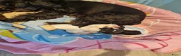 Maltipoo dogs for sale: Maltipoo  - Advert 1