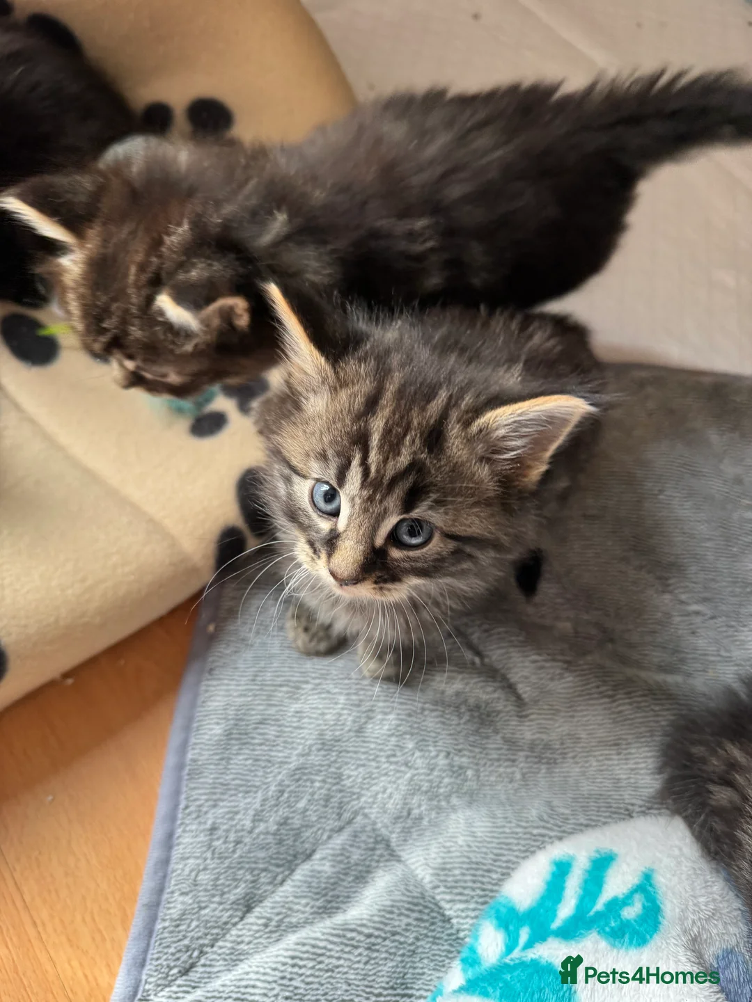 Mixed Breed cats for sale: 9 beautiful fluffy kittens - Advert 6