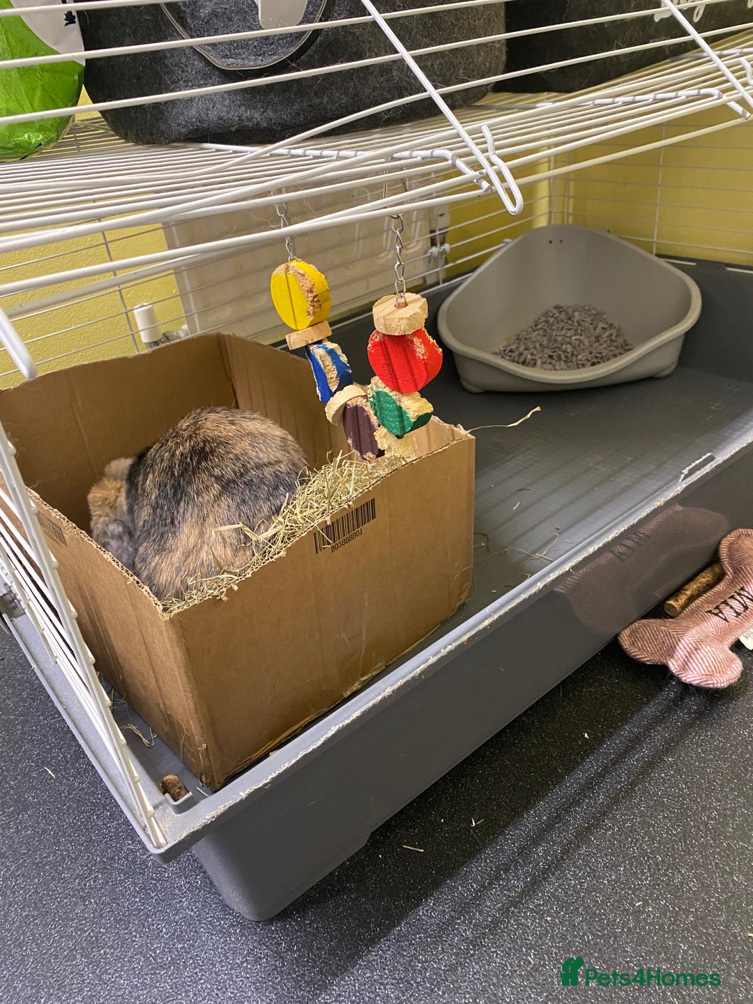 Mixed Breed rabbits for sale: Female rabbit - Advert 2