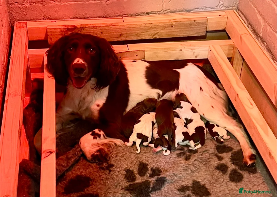 Sprocker dogs for sale: Working Sprocker Puppy - Advert 8