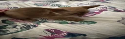 Burmese cats for sale: Burmese kitten for sale - Advert 4