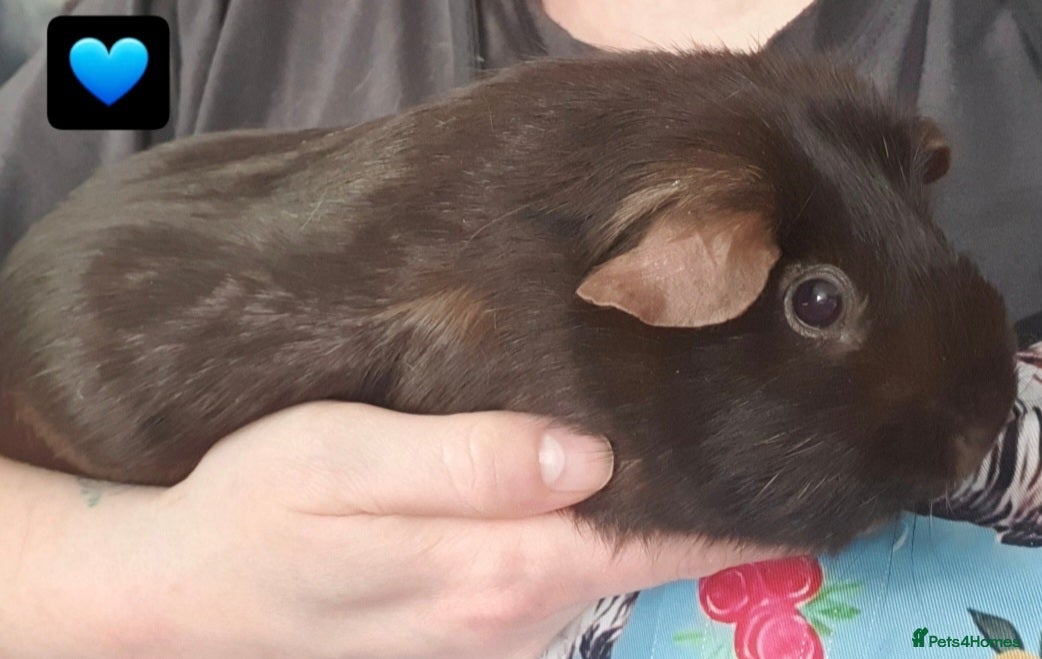 Guinea Pig rodents guinea pigs  - Advert 15