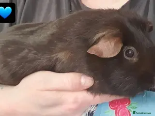 Guinea Pig rodents guinea pigs - Advert 15