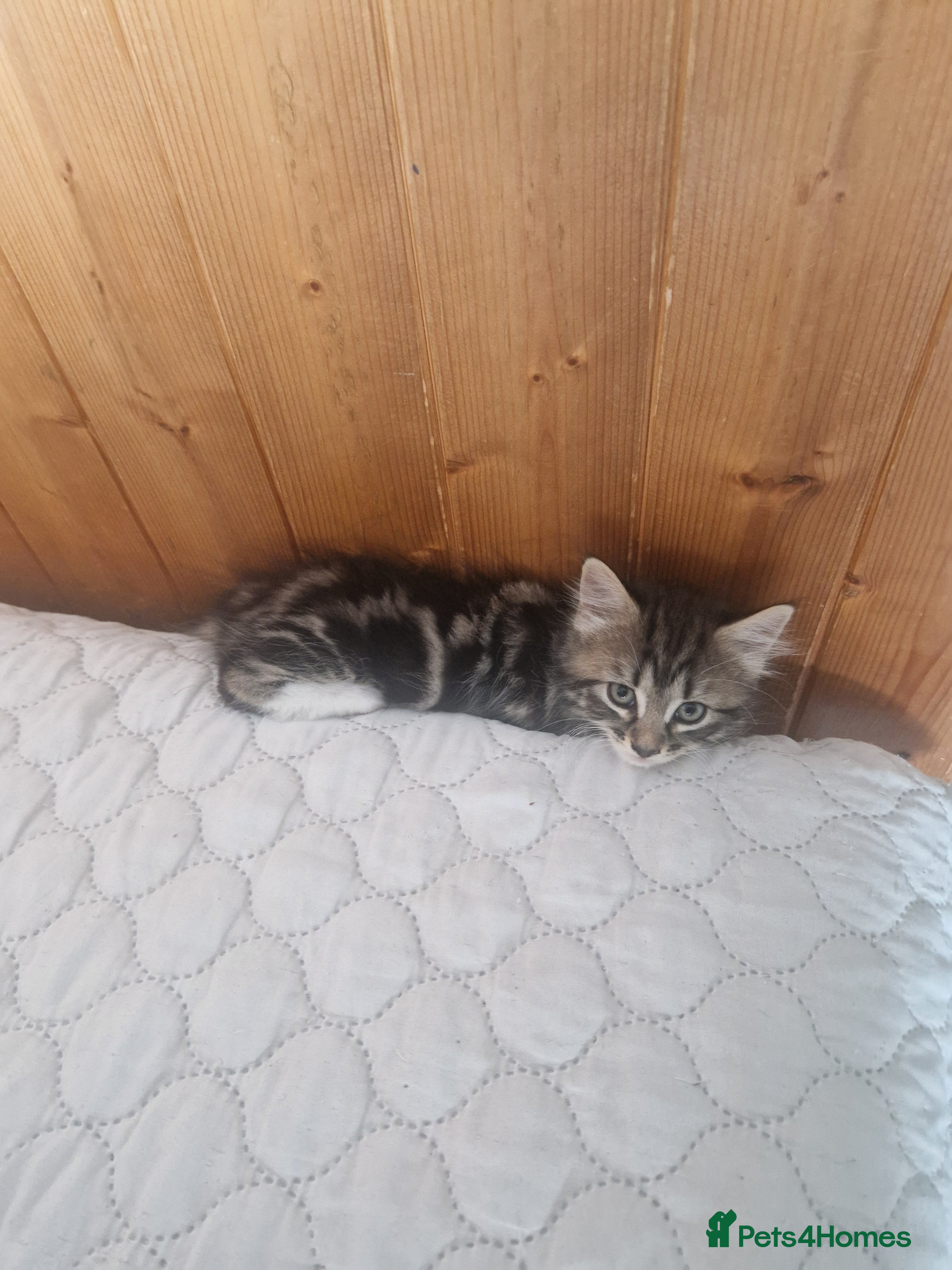 Mixed Breed cats for sale: 4 kitten  - Advert 7
