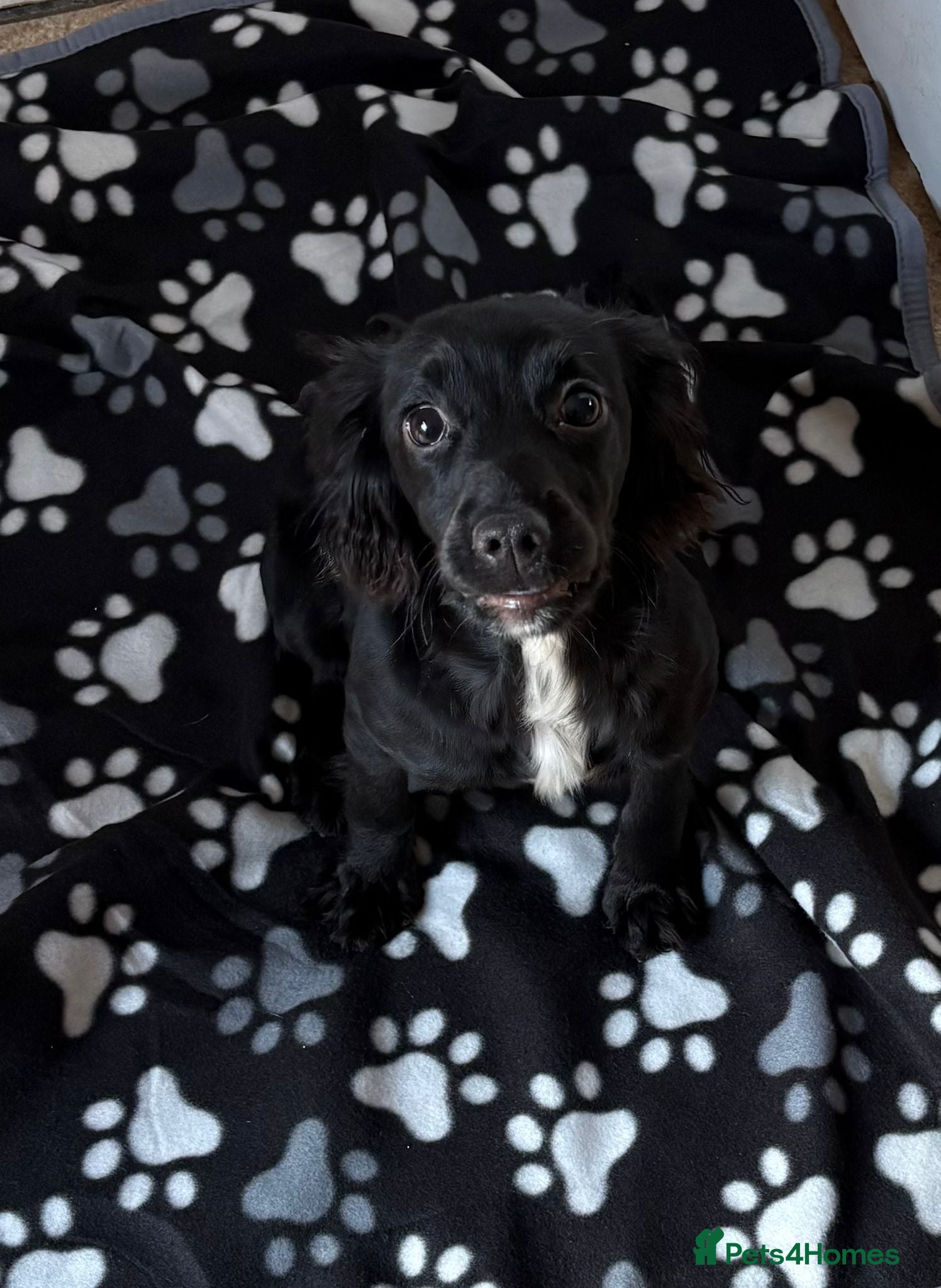 Cocker Spaniel dogs 9 month old Cocker Spaniel - Advert 1