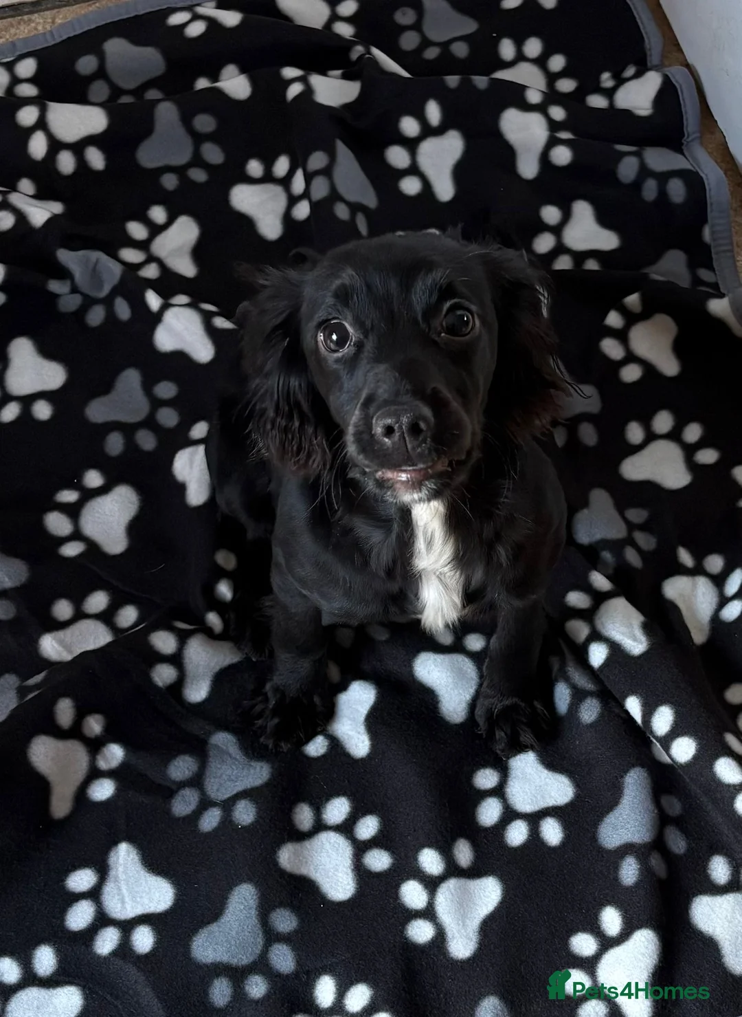 Cocker Spaniel dogs for sale: 9 month old Cocker Spaniel - Advert 1