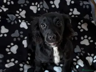 Cocker Spaniel dogs 9 month old Cocker Spaniel - Advert 1