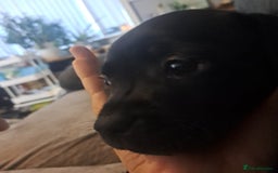 Staffordshire Bull Terrier dogs for sale: 1 stunning black female left 😍  - Image 8