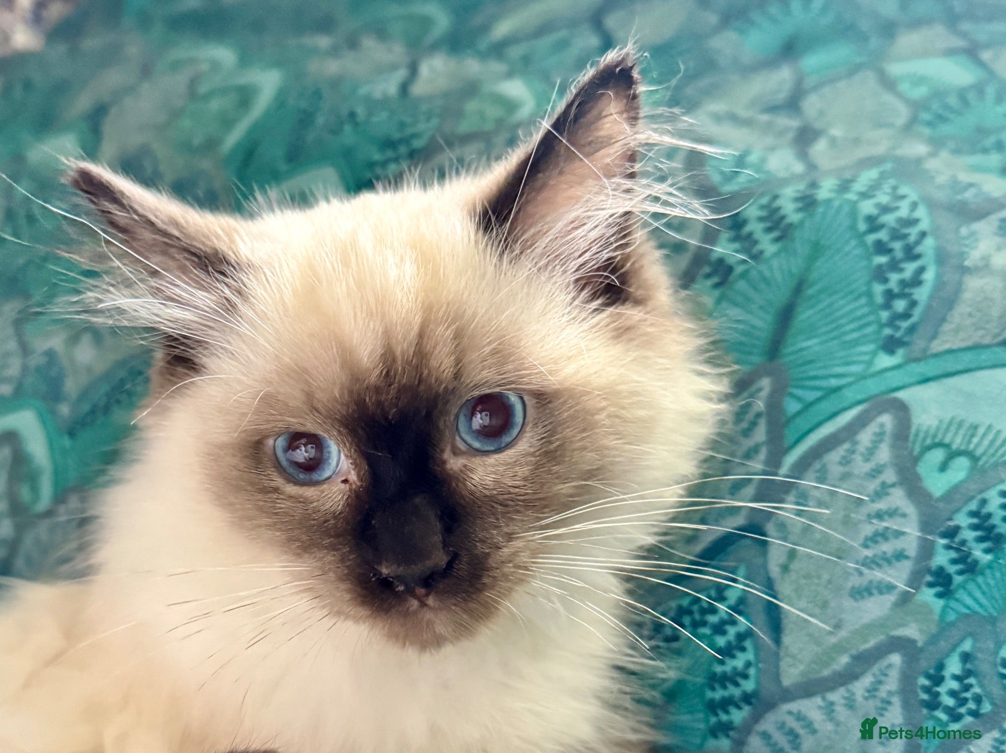 Ragdoll cats Stunning Ragdoll kittens - Advert 1
