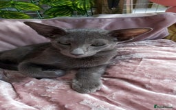 Oriental cats for sale: Full Pedigree Oriental 1 Kitten XL size ears GCCF in Biggleswade - Image 6
