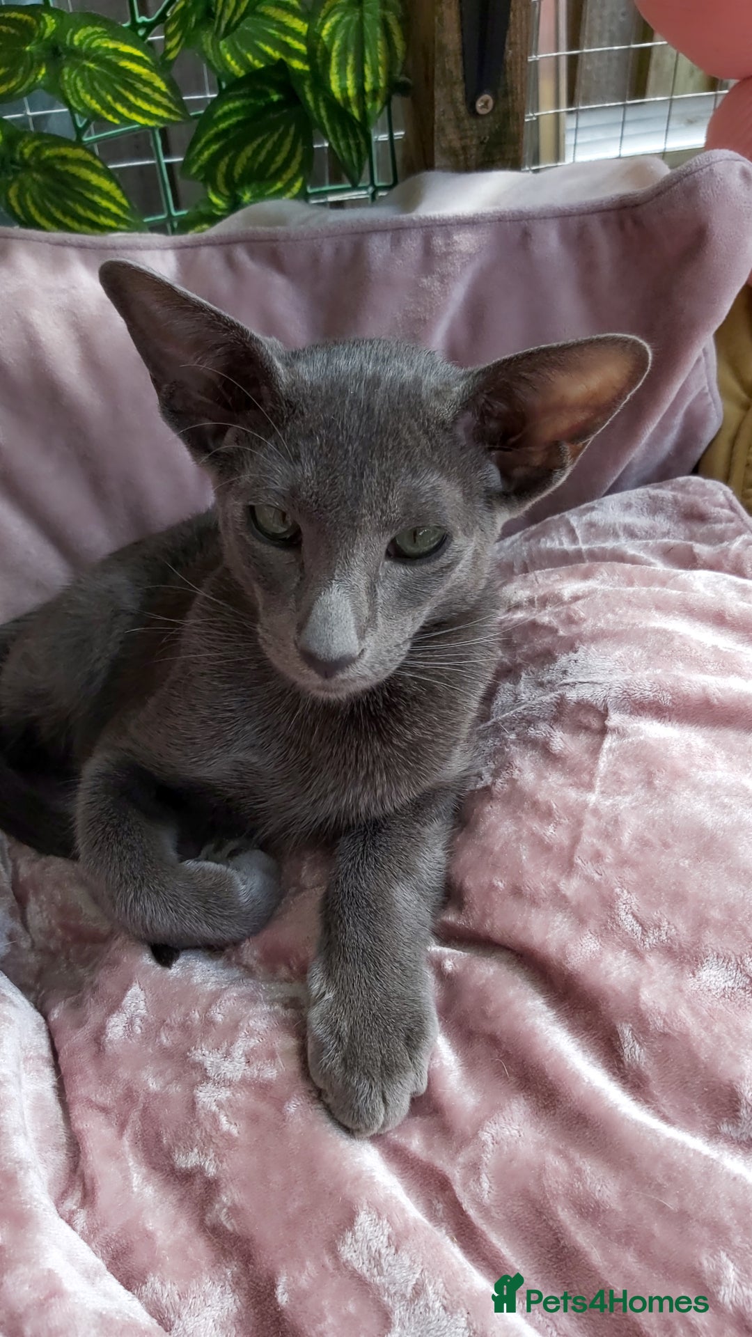 Oriental cats for sale: Full Pedigree Oriental 1 Kitten XL size ears GCCF in Biggleswade - Image 6