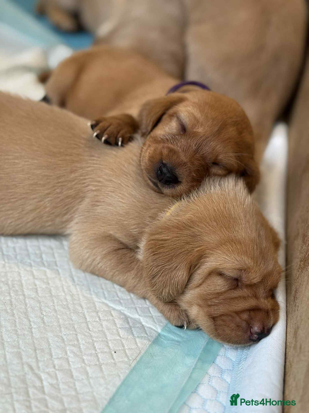 Labrador Retriever dogs for sale: Dudley Fox Red Labradors with FTCH in lineage - Advert 23