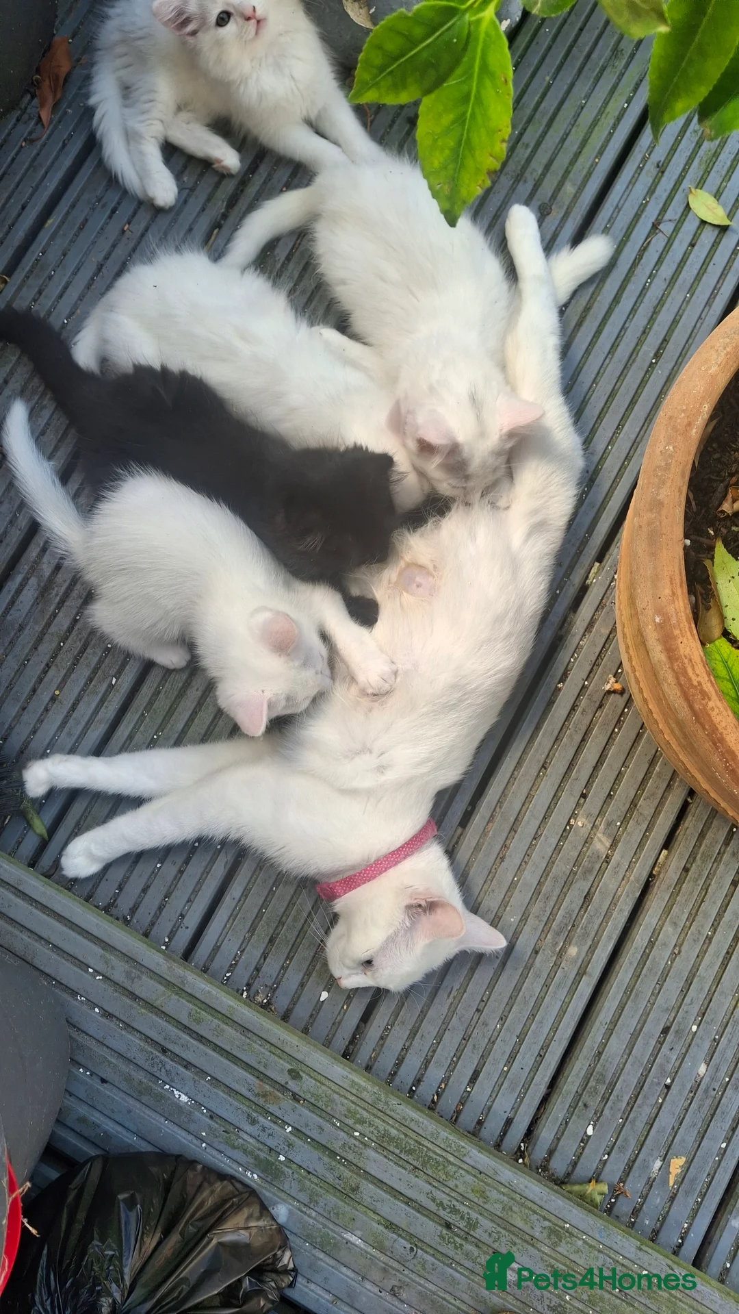 Mixed Breed cats for sale: Two little girls need a loving home.  in Feltham - Advert 2