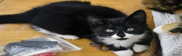 Mixed Breed cats for sale: Playful farm kittens used to people and dogs - Advert 7