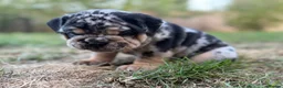 English Bulldog dogs for sale: Stunning KC reg English Bulldog puppies. in Newbury - Advert 18