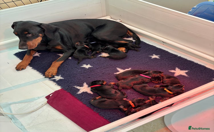 Dobermann dogs - Advert 1