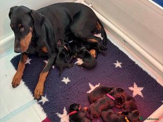 Dobermann dogs - Advert 34