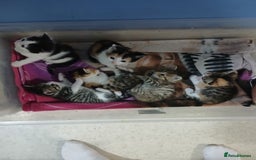 Mixed Breed cats for sale: 6 beautiful kittens - Image 16