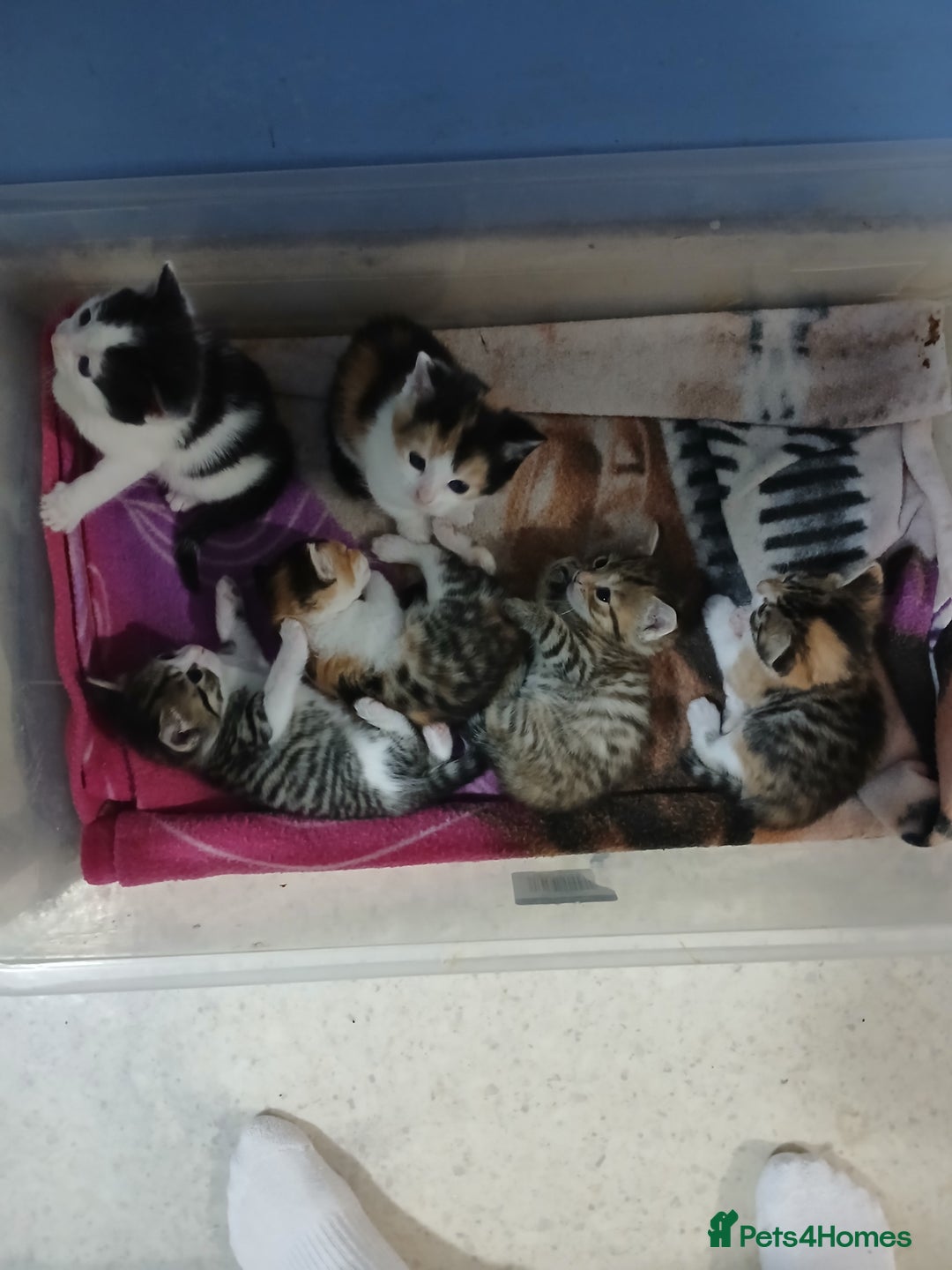 Mixed Breed cats for sale: 6 beautiful kittens - Image 16