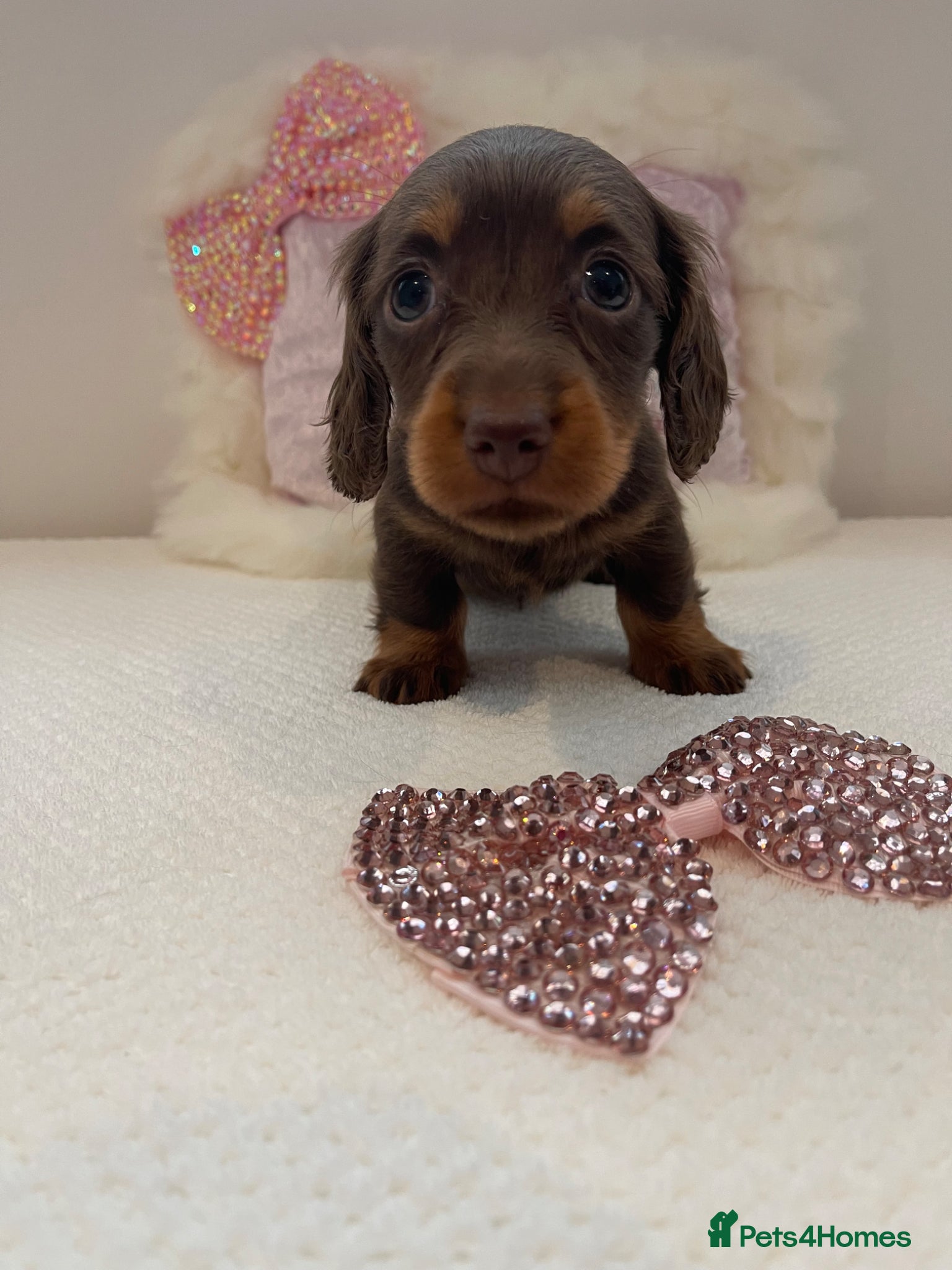 Miniature Dachshund dogs Beautiful miniature L/C dachshunds available - Advert 3