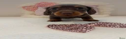 Miniature Dachshund dogs for sale: Beautiful miniature L/C dachshunds available - Advert 5