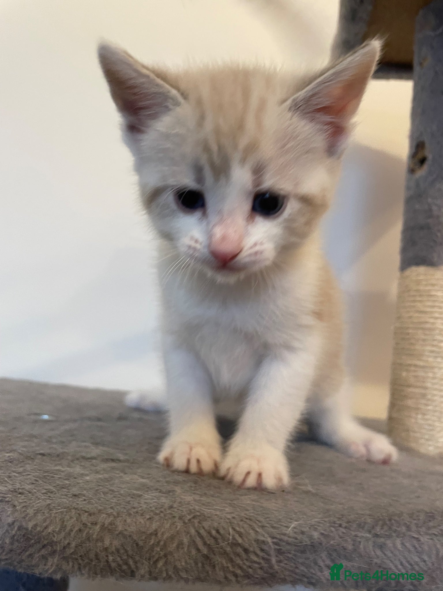 Mixed Breed cats  fluffy ragdoll mix kittens for sale  - Advert 1