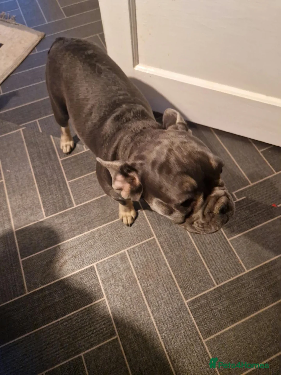 French Bulldog dogs for sale: Lavender in Burton-on-Trent - Advert 3