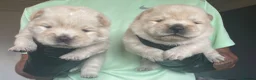 Chow Chow dogs for sale: Beautiful Kc registered chow chow puppies in Liverpool - Advert 4