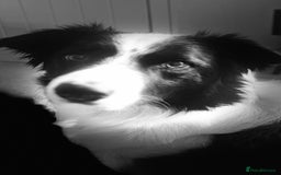 Border Collie dogs for sale: MAX 3.5 years old male - Image 7