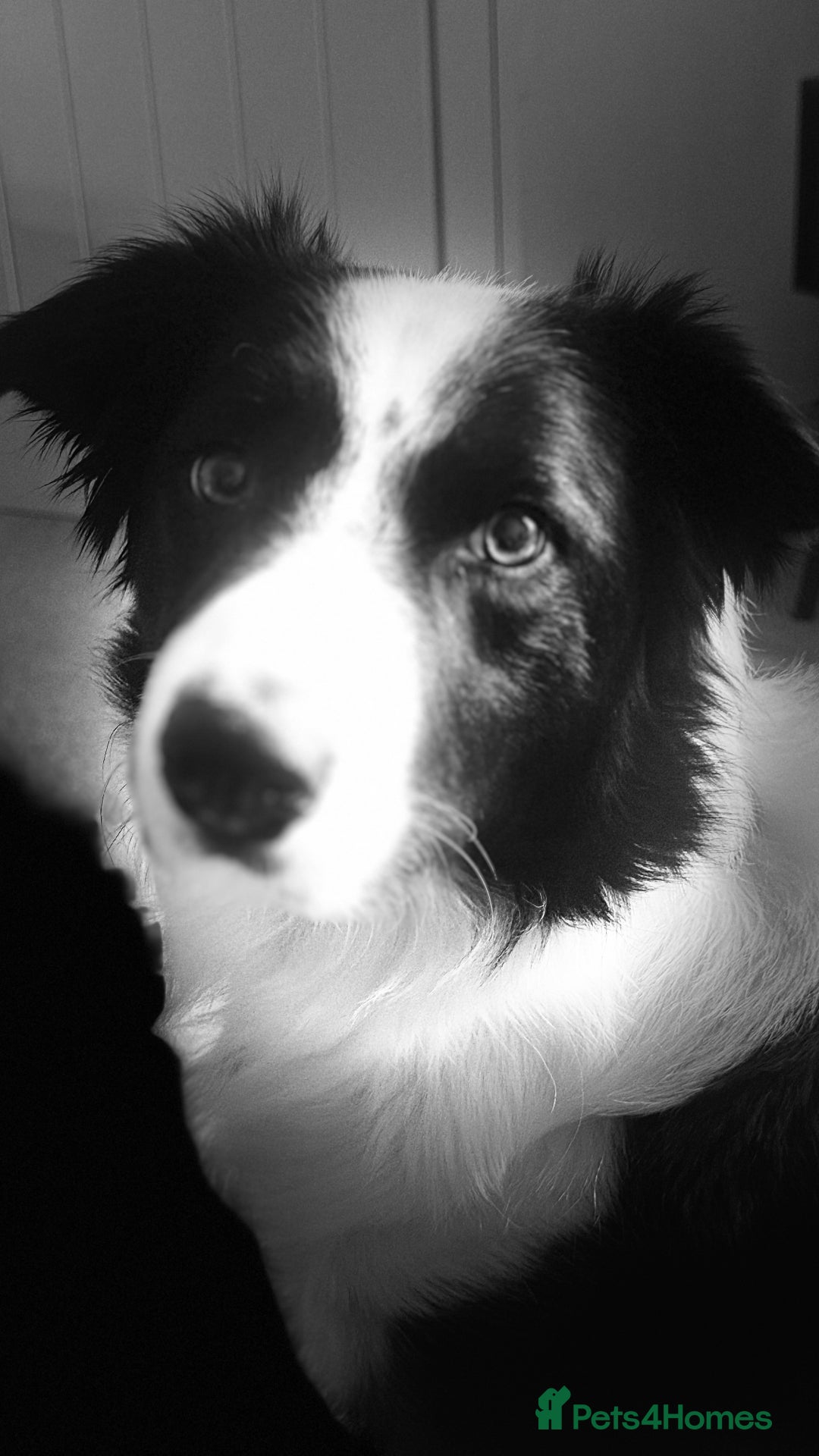 Border Collie dogs for sale: MAX 3.5 years old male - Image 7
