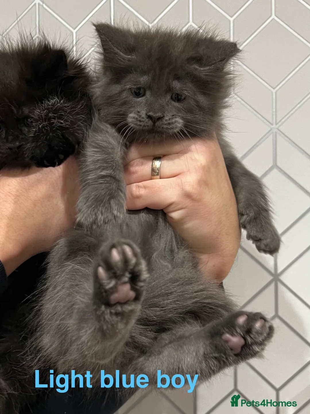 Maine Coon cats for sale: Maine coon last blue girl available 💜 - Advert 19