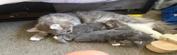 Norwegian Forest Cat cats for sale: Fluffy cuddles of joy ready now they are 9weeks  - Advert 7