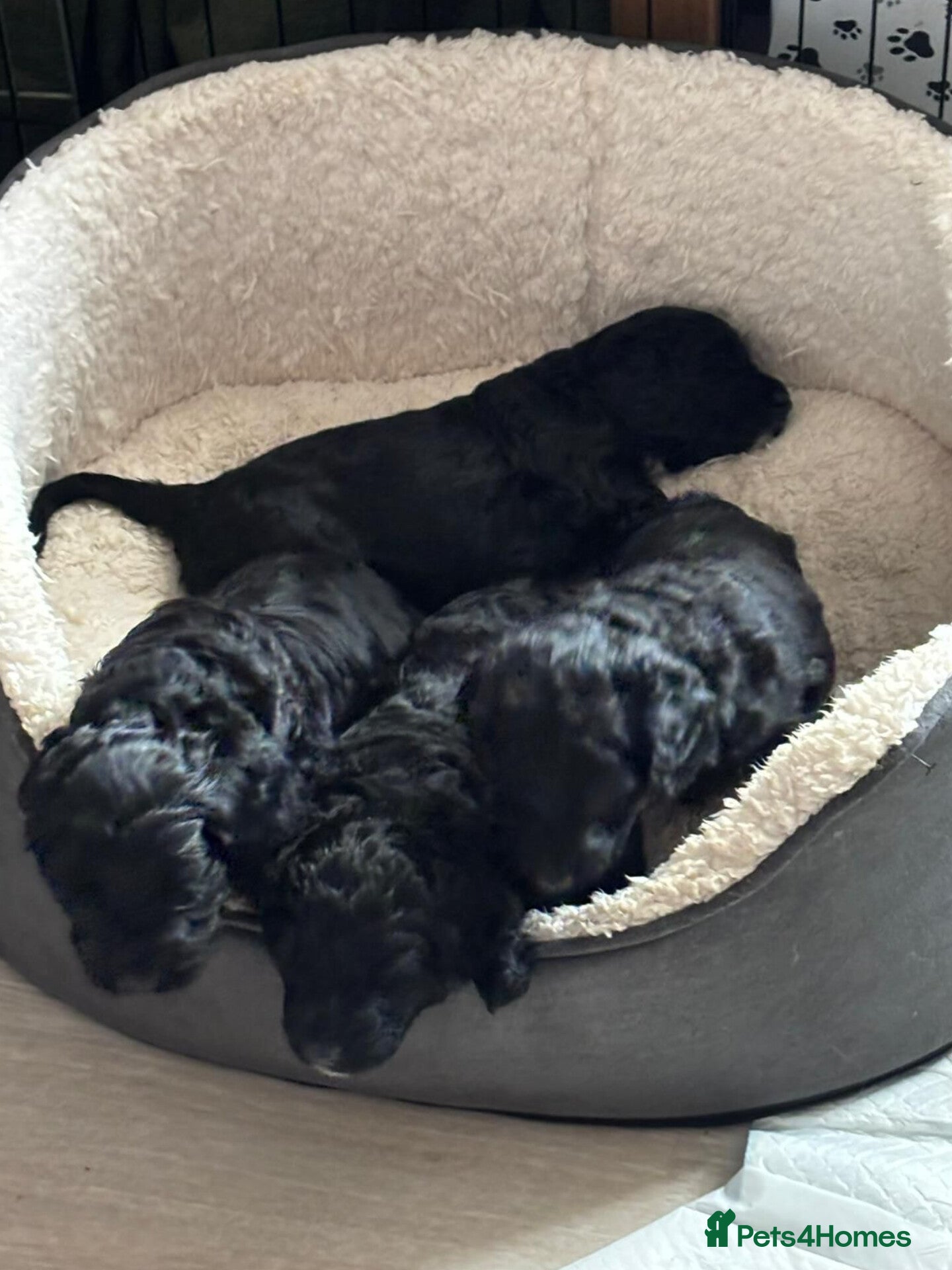 Cockapoo dogs 3 Gorgeous Boy Black Cockerpoos F2's - Advert 11