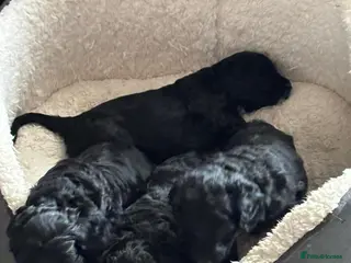 Cockapoo dogs 3 Gorgeous Boy Black Cockerpoos F2's - Advert 11